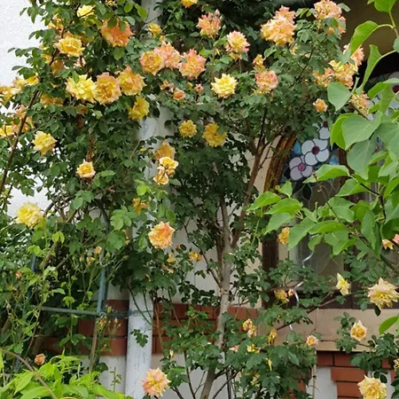Charlotte Villa