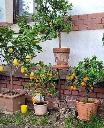 Charlotte Bad Liebenstein